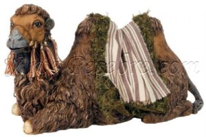 Camello descansando con movimiento