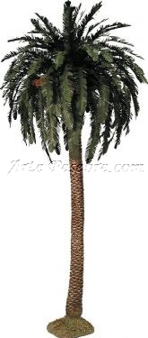 Palmera