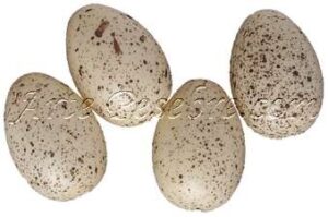 Huevos de codorniz beige