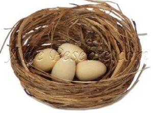 Nido con huevos marrones