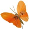 Mariposa naranja