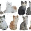 Gatos 6 surtidos